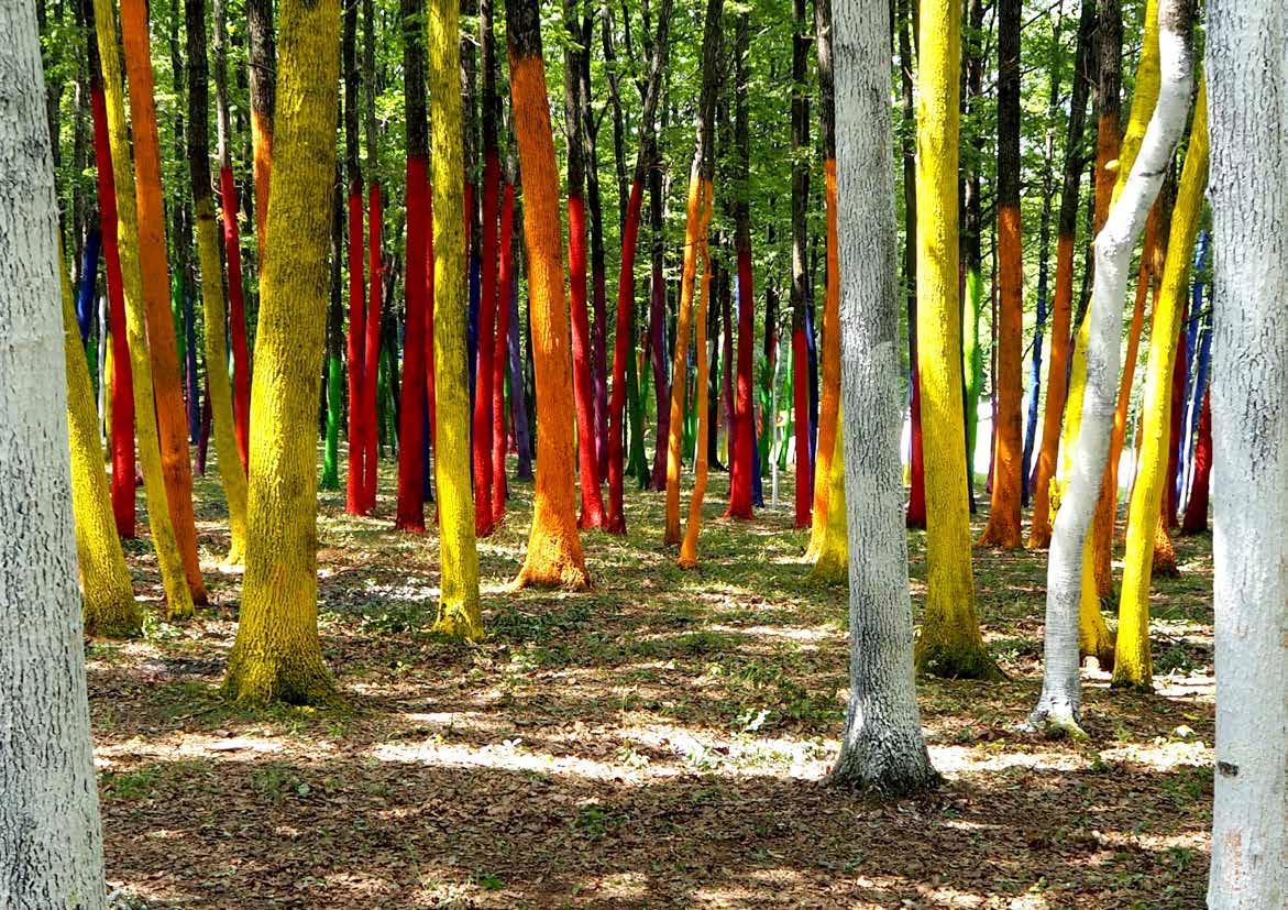 pădure colorată